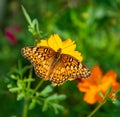 Variegated Fritillary Butterfly On Yellow Cosmos Flower