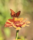 Variegated Fritillary Butterfly On Zinnia Flower
