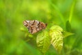 Variegated Fritillary Euptoieta claudia