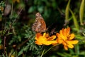 Variegated fritillary or Euptoieta Claudia on bright orange cosmos flower.