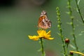 Variegated fritillary or Euptoieta Claudia on bright yellow cosmos flower.