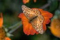 Variegated fritillary or Euptoieta Claudia on a frost killed Mexican sunflower plant in the autumn sun.