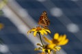 Variegated fritillary or Euptoieta Claudia in a pollinator garden with a backdrop of solar panels on a late summers day.