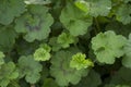 New and mature geranium foliage background Royalty Free Stock Photo