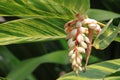 Ginger Flower