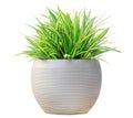 Variegated grass pandanus plant in white round contemporary pot container isolated on white background for garden design usage