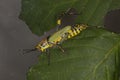 The Variegated grasshopper Zonocerus variegatus. Royalty Free Stock Photo