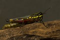 The Variegated grasshopper Zonocerus variegatus. Royalty Free Stock Photo