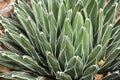 Variegated Green Cactus Plant Background Abstract