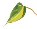 Variegated green leaf of Philodendron hederaceum var. oxycardium syn. Philodendron scandens subsp. oxycardium