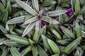 Variegated Green Leaf Plant Background Abstract