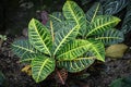 Variegated Green Leaf Plant Background Abstract