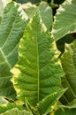 Variegated green leaf with yellow edge Royalty Free Stock Photo