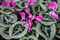 Variegated Green Leaves with Pink Flowers