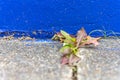 Variegated green and purple weed sprouting between paving stones