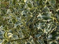 Variegated green and white holly leaves Royalty Free Stock Photo