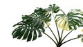 Variegated green yellow leaves of Monstera or split-leaf philodendron Monstera deliciosa the tropical foliage plant, popular Royalty Free Stock Photo