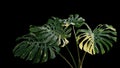 Variegated green yellow leaves of tropical foliage plant Monstera philodendron Monstera deliciosa popular houseplant isolated on