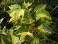 Variegated Green and yellow Leaves
