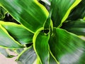 Variegated green yellow with white beautiful leaves tropical dracaena plants background