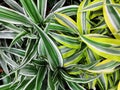 Variegated green yellow with white beautiful leaves tropical dracaena plants background