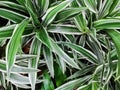 Variegated green yellow with white beautiful leaves tropical dracaena plants background