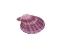 Variegated hard shell on a white background