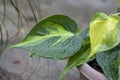 Variegated heart shape leaf philodendron closeup