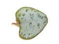 Variegated heart shaped leaf from Ceropegia plant