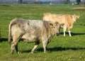 A variegated herd of cows eats grass in a green meadow