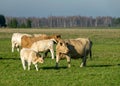 A variegated herd of cows eats grass in a green meadow