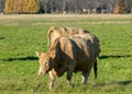 A variegated herd of cows eats grass in a green meadow