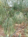 Variegated Himalayan pine closeup