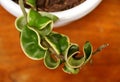 A variegated Hindu Rope plant, also known with scientific name Hoya Carnosa Compacta Royalty Free Stock Photo