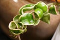 Variegated Hindu Rope plant, with scientific name Hoya Carnosa