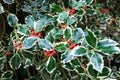 Variegated Holly Royalty Free Stock Photo