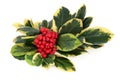 Variegated Holly Royalty Free Stock Photo