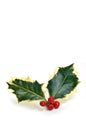 Variegated holly sprig Royalty Free Stock Photo