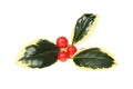 Variegated holly sprig Royalty Free Stock Photo