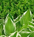 Variegated Hosta Leaves Royalty Free Stock Photo