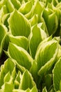 Variegated hosta leaves closeup in a natural background