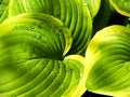 Variegated Hosta plant leaves with rain droplets Royalty Free Stock Photo