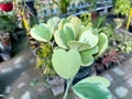 Variegated hoya hearts shape leaves or lucky heart plant in a hanging pot