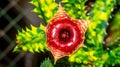 Variegated Huernia Zebrina flower.