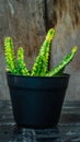 Variegated Huernia zebrina