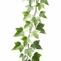 A variegated ivy trailing down Royalty Free Stock Photo
