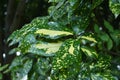 Variegated Japanese aucuba leaves.