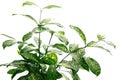 Variegated Japanese bamboo houseplant