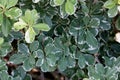 Variegated Japanese mock orange, Pittosporum tobira var variegata Royalty Free Stock Photo