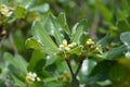 Variegated Japanese Mock Orange